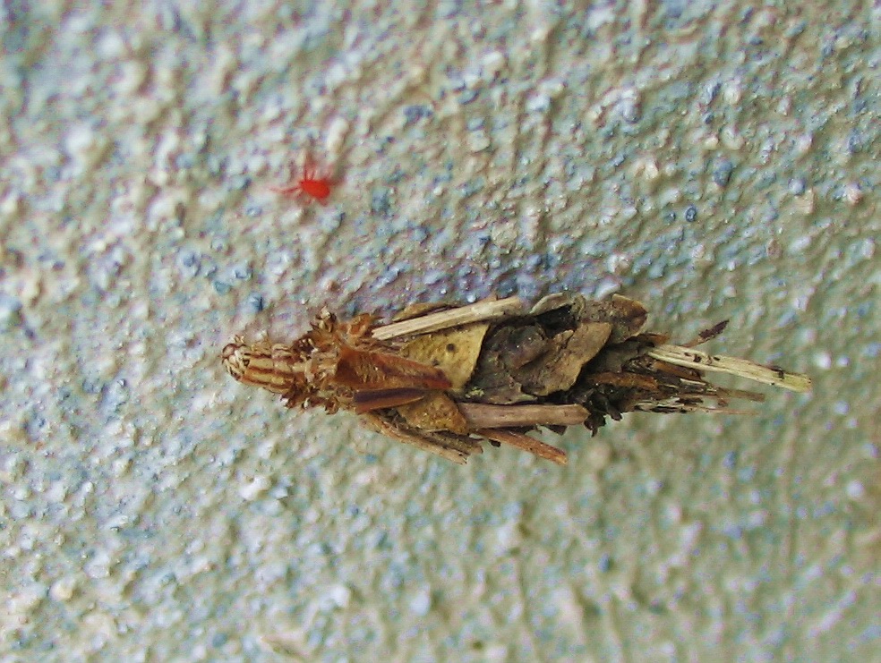 Bruco Psychidae con baita portatile